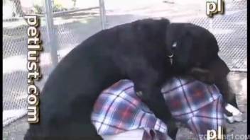 Incredible outdoor bestiality video with a young Doberman and its owner