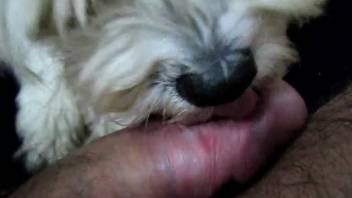 Hot beast tonguing a dude's cock in a steamy clip