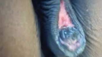 Horny guy craves shoving his massive cock into that horse's pussy